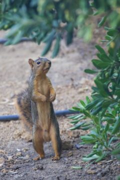 Full-Frontal Squirrel