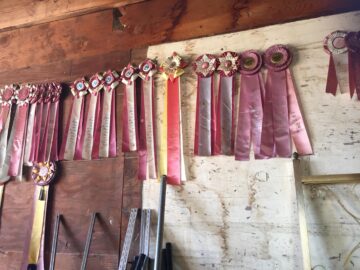 More horse show ribbons