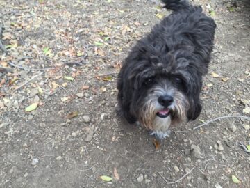 Happy, the filthy, adorable supervisor