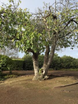 Fig tree before