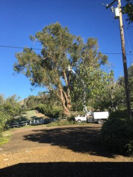 Gum tree before