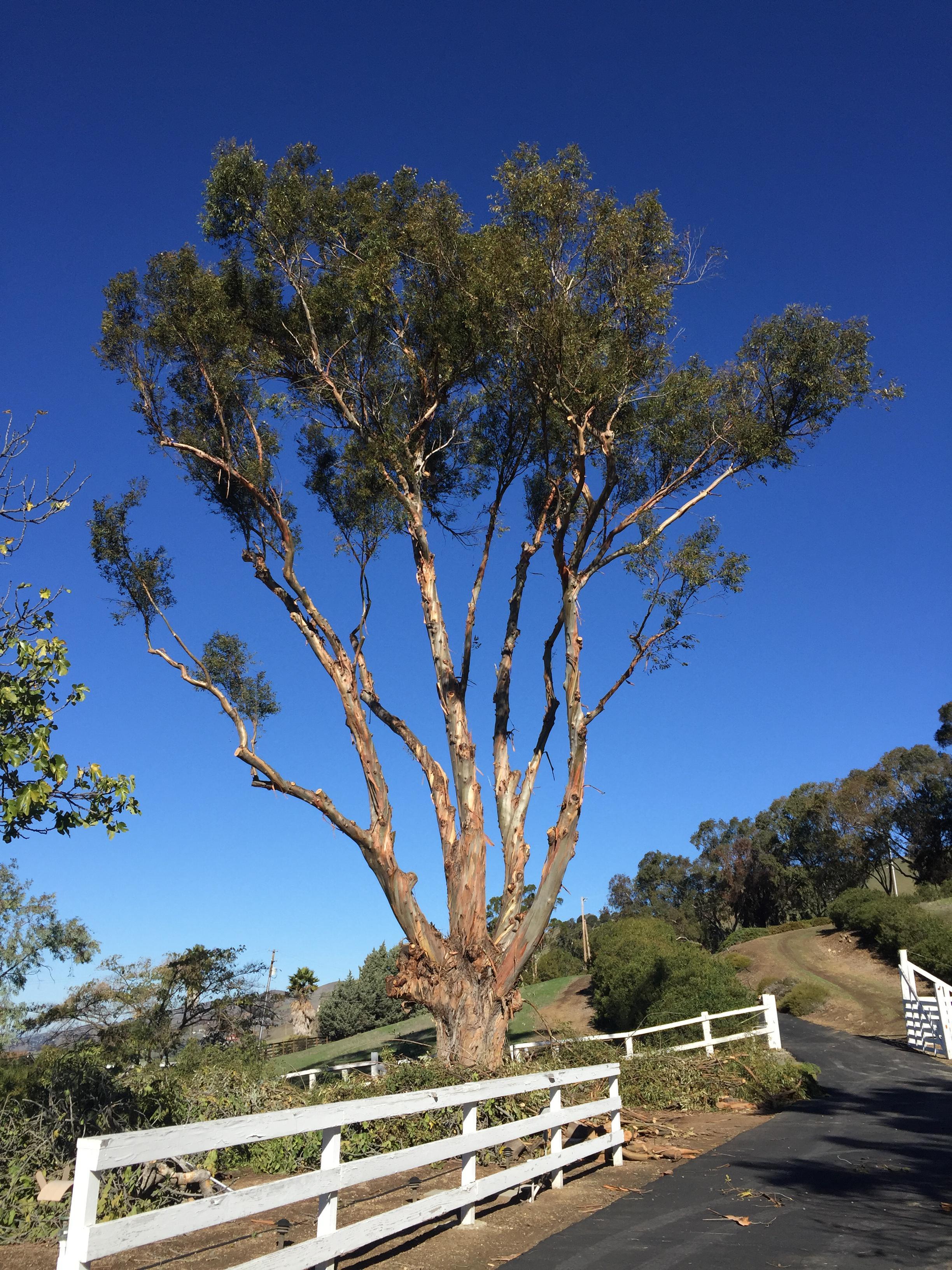 Gum tree after