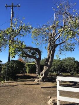 Fig tree after