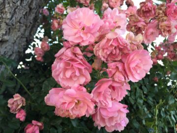 Shrub roses