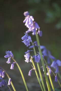 Bluebell