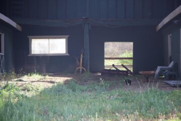 Deer in stable #2