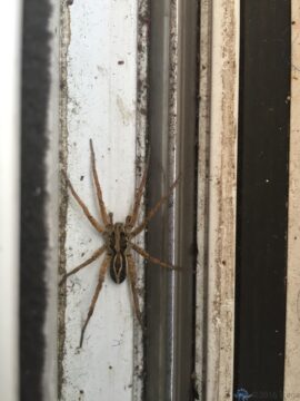 Wolf spider