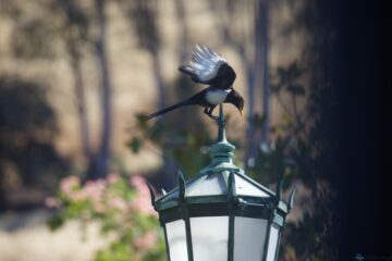 Yellow-billed magpie and streetlight