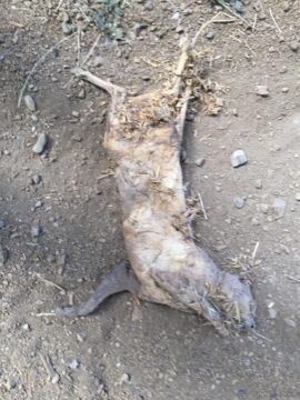 TW: mummified cat corpse