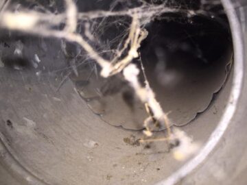 Main duct before cleaning (no extra for rodent skeleton)