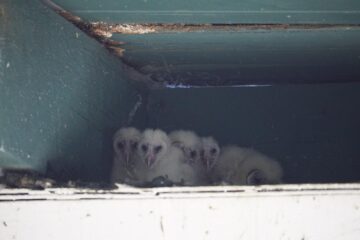Owlets in the stables