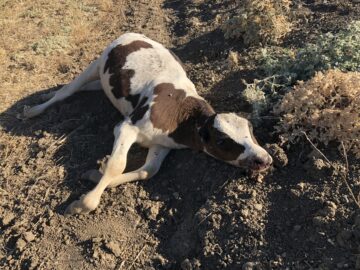 Cow corpse