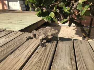 Lesser Cayman iguana