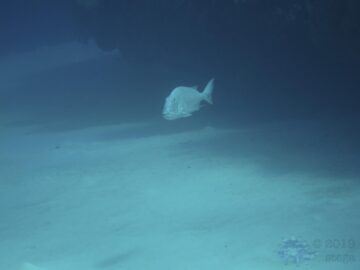March 2018 dive pic 14