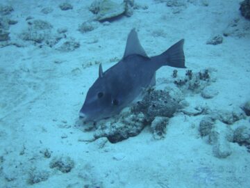 March 2018 dive pic 04