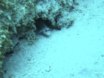 March 2018 dive pic 01