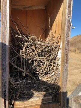 Purgatory nest boxes in use