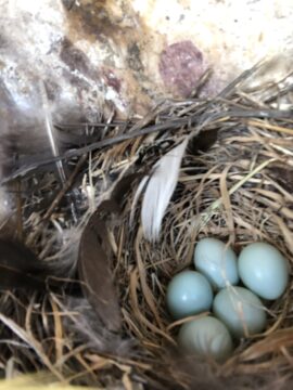 Bluebird eggs in a nest box