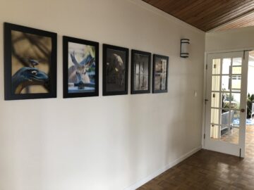 Stega's photos in the hallway