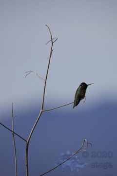 Anna's (or possibly Costa's) Hummingbird