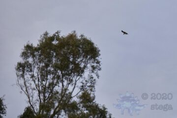 Blurry Red-Tailed Hawk