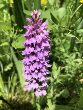 Spotted orchid