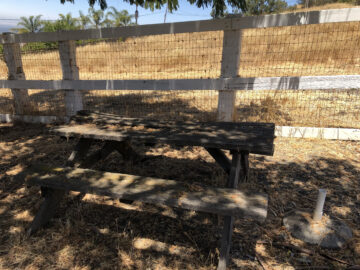 The rotted table.