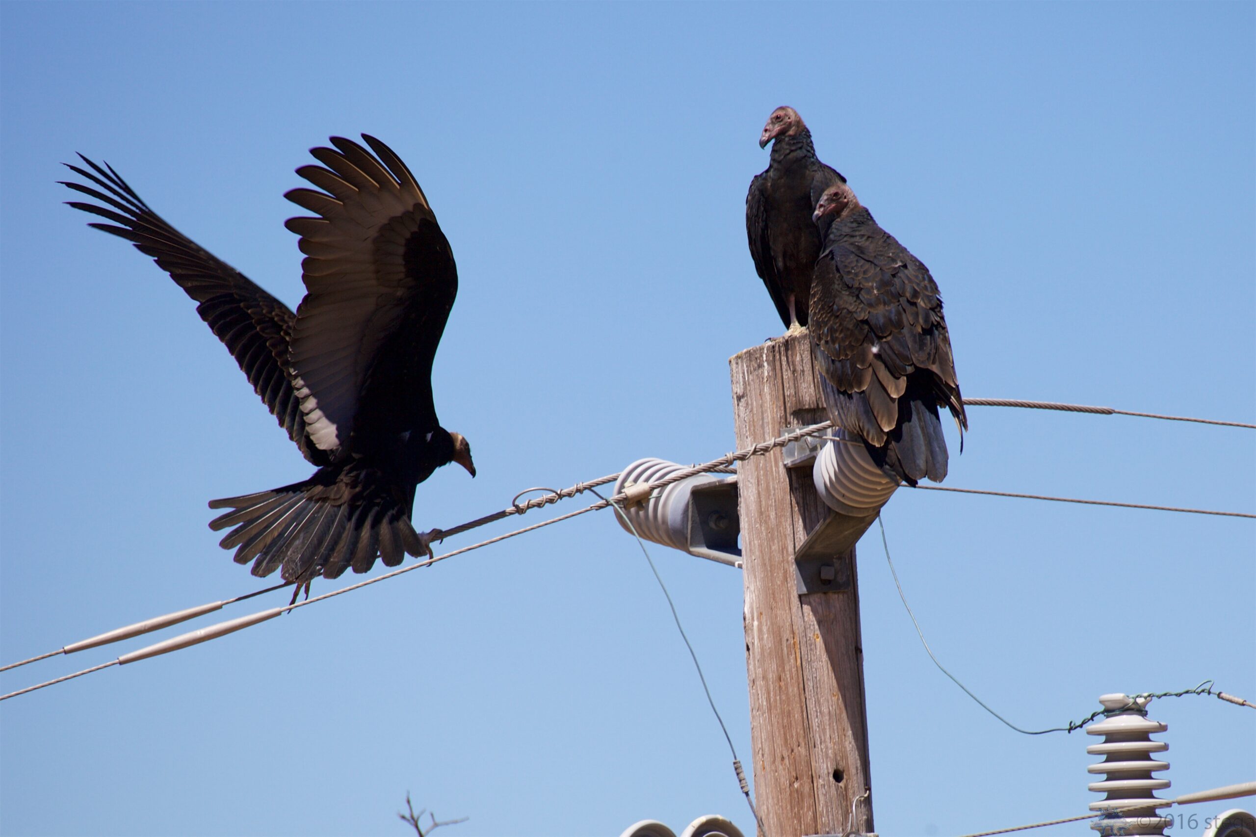 Turkey vultures atop a power pole