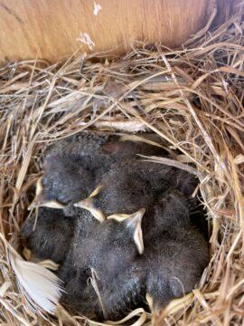 Mass of fluff and beaks