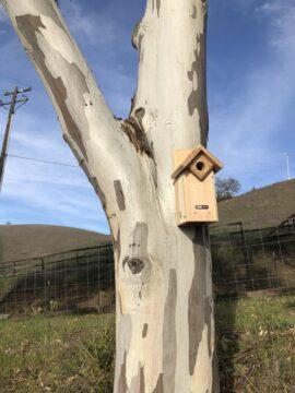 Tree-mounted Purgatory nest box