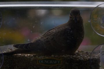 Dove in window feeder