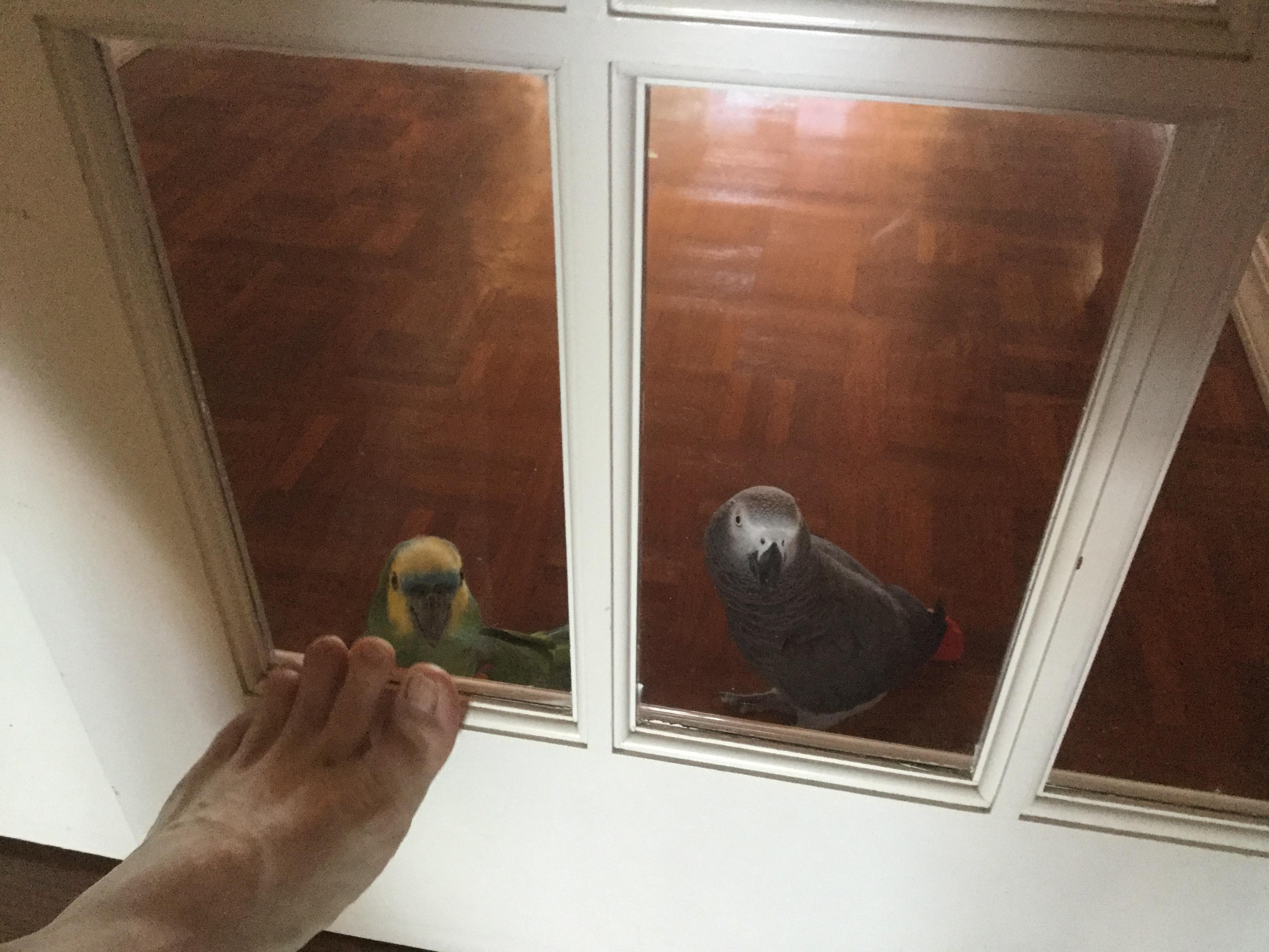 Birds and Windows: New Contest @Purgatory