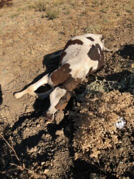 Cow corpse