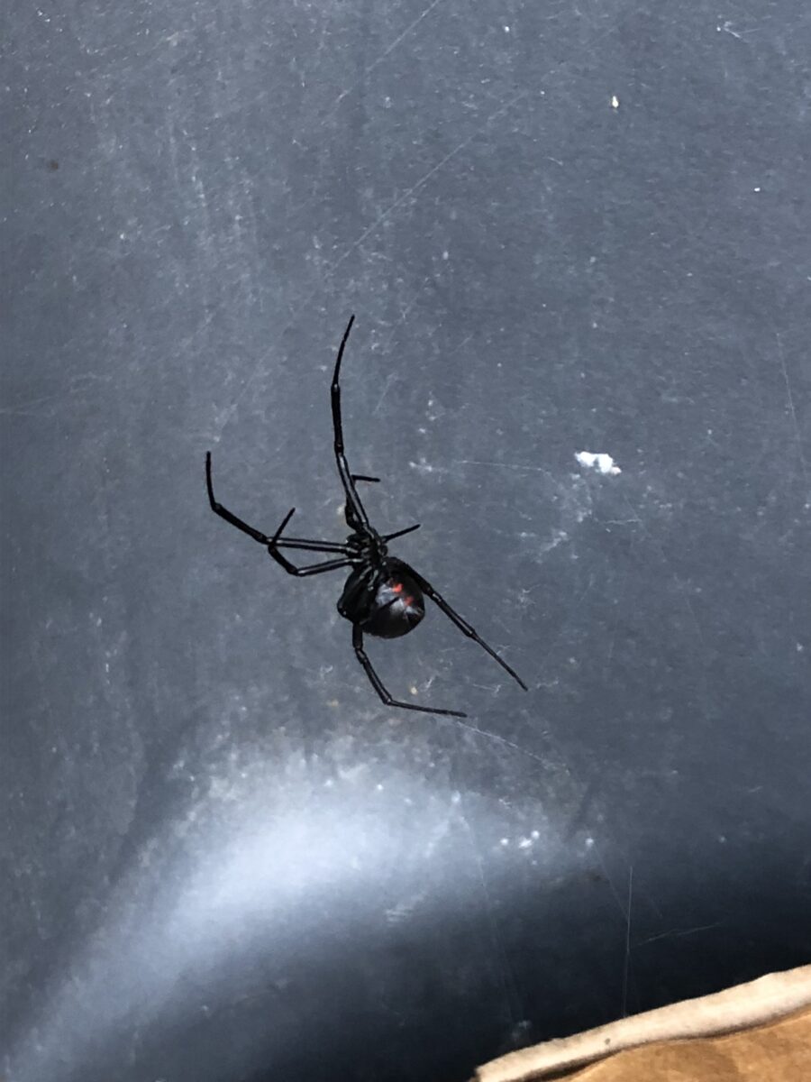 Widow, Black