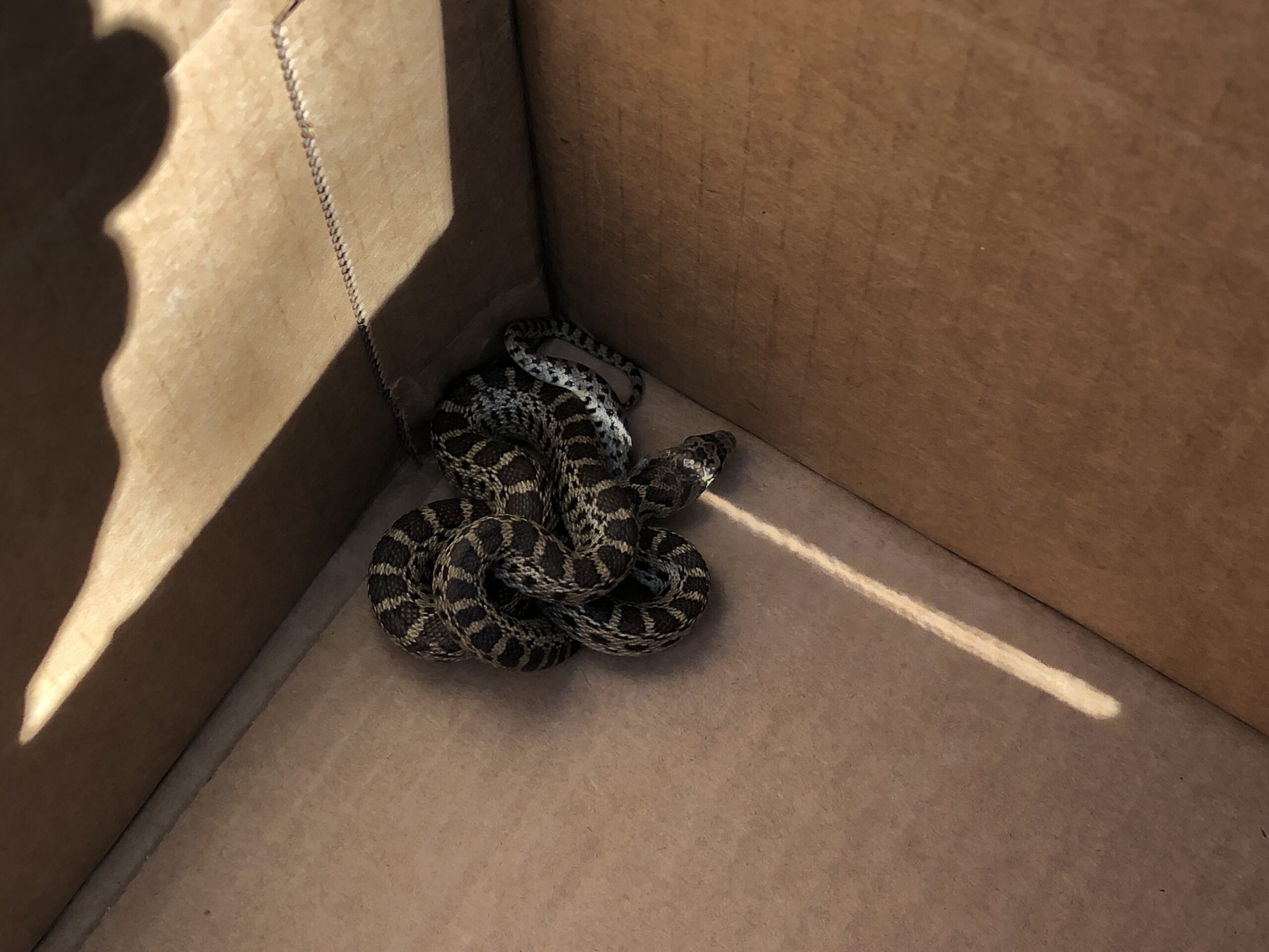 The wee gopher snake