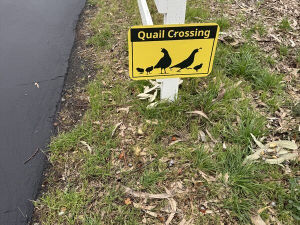 More Signs to See